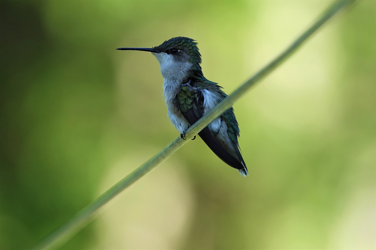 How to Draw a Hummingbird: Step-By-Step Guide